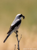 Lesser-Grey-Shrike.jpg