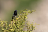 Pied-Wheatear.jpg