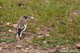 White-winged-Snowfinch-2.jpg