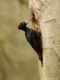 Black Woodpecker / Zwarte Specht