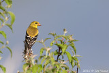 American-Goldfinch.jpg