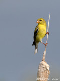 American-Goldfinch-3.jpg