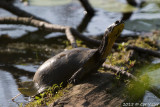 Blandings-Turtle.jpg