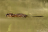 Muskrat-2.jpg