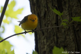Prothonotary-Warbler.jpg