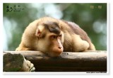 20150727Monkey3_fixed.JPG