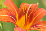 Daylily