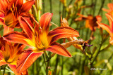 Daylily