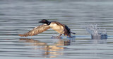 Loon Take-Off