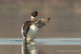 Red-breasted Merganser