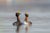 Horned Grebe Pair