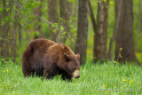 Cinnamon Black Bear