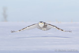 Snowy Owl