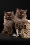 Susens Selkirk Rex kittens