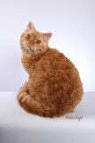 Curlybears Jamaica (Selkirk Rex)