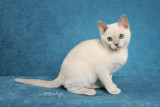 Tonkville Erin Go Braghless (Tonkinese)