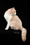 Pearl Falcons Curly Kombo of Dramatails (Selkirk Rex)