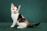 Sabrina (shelter/rescued kitten shown as household pet)