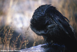 Raven