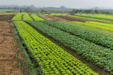 Fields east of Hanoi