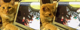 Sarah Magees cat looks at gallery