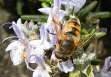 DSCN7656 BeeFly on Rosemary