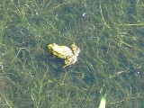 Frog in Holysloot
