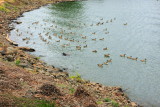 Geese, Governor Tom McCall Waterfront Park, Portland, Oregon