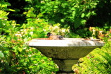 Bird bath, Pittock Mansion, Portland, Oregon