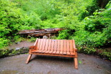 Bench or Tree? Columbia River Gorge National Scenic Area, Oregon
