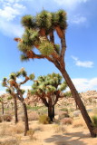 Joshua trees, Joshua Tree National Park, California