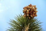 Panicle, Joshua Tree, Joshua Tree National Park, California