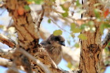 Pinyon Jay, Joshua Tree National Park, California