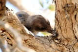 Pinyon Jay, Joshua Tree National Park, California