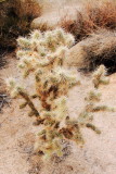 Teddy-bear cholla cactus (Cylindropuntia bigelovii), Joshua Tree National Park, California