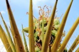 Fruit, Joshua Tree, Joshua Tree National Park, California