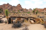 Fallen Joshua Tree, Hidden Valley, Joshua Tree National Park, California