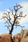 Hidden Valley Nature Walk, Joshua Tree National Park, California