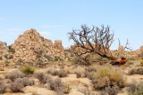 Hidden Valley Nature Walk, Fallen Tree, Joshua Tree National Park, California