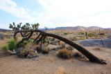 Fallen tree, Joshua Tree National Park, California