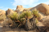 Mojave Yuccas, Skull Rock Trail, Joshua Tree National Park, California