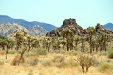 Joshua trees, Joshua Tree National Park, California