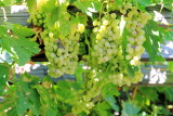 Grapes, 29 Palms, Oasis of Mara, Joshua Tree National Park, California