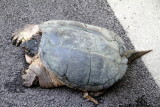 Turtle Surprise, Summer 2013