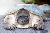 Turtle Surprise, Summer 2013