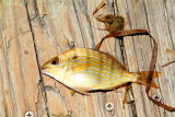 Fish, Biscayne National Park, Florida