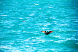 Cormorant, Biscayne National Park, Florida