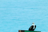 Bird, Dry Tortugas National Park, Florida