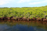 Mangroves, John Pennekamp Coral Reef State Park, Florida Keys