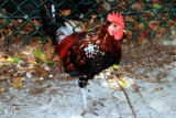 Chicken, Key West